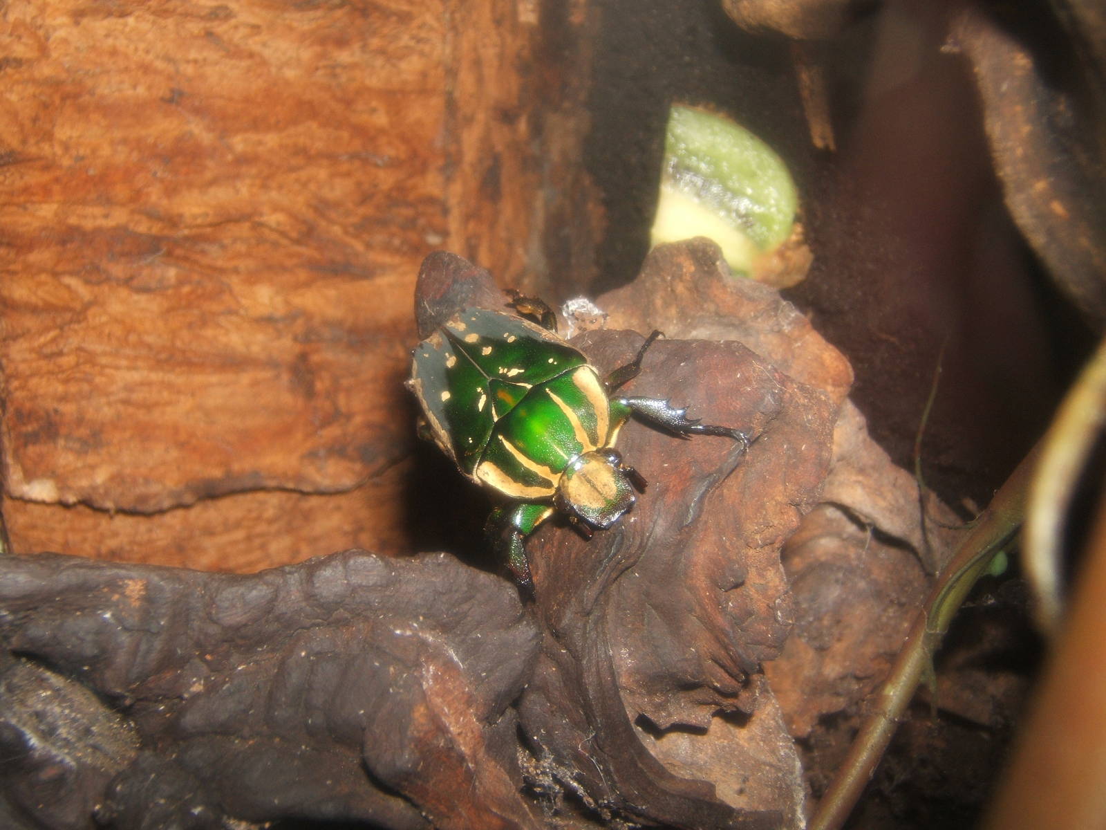 Flamboyant Flower Beetle (Eudicella gralli)
