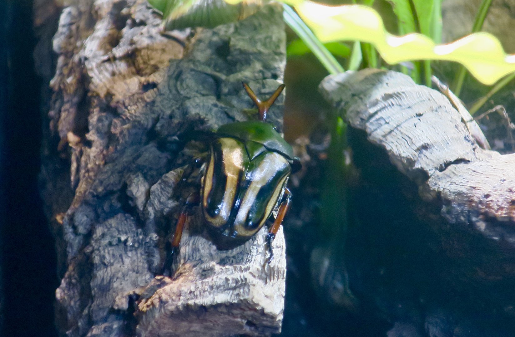 Flamboyant Flower Beetle (Eudicella gralli)