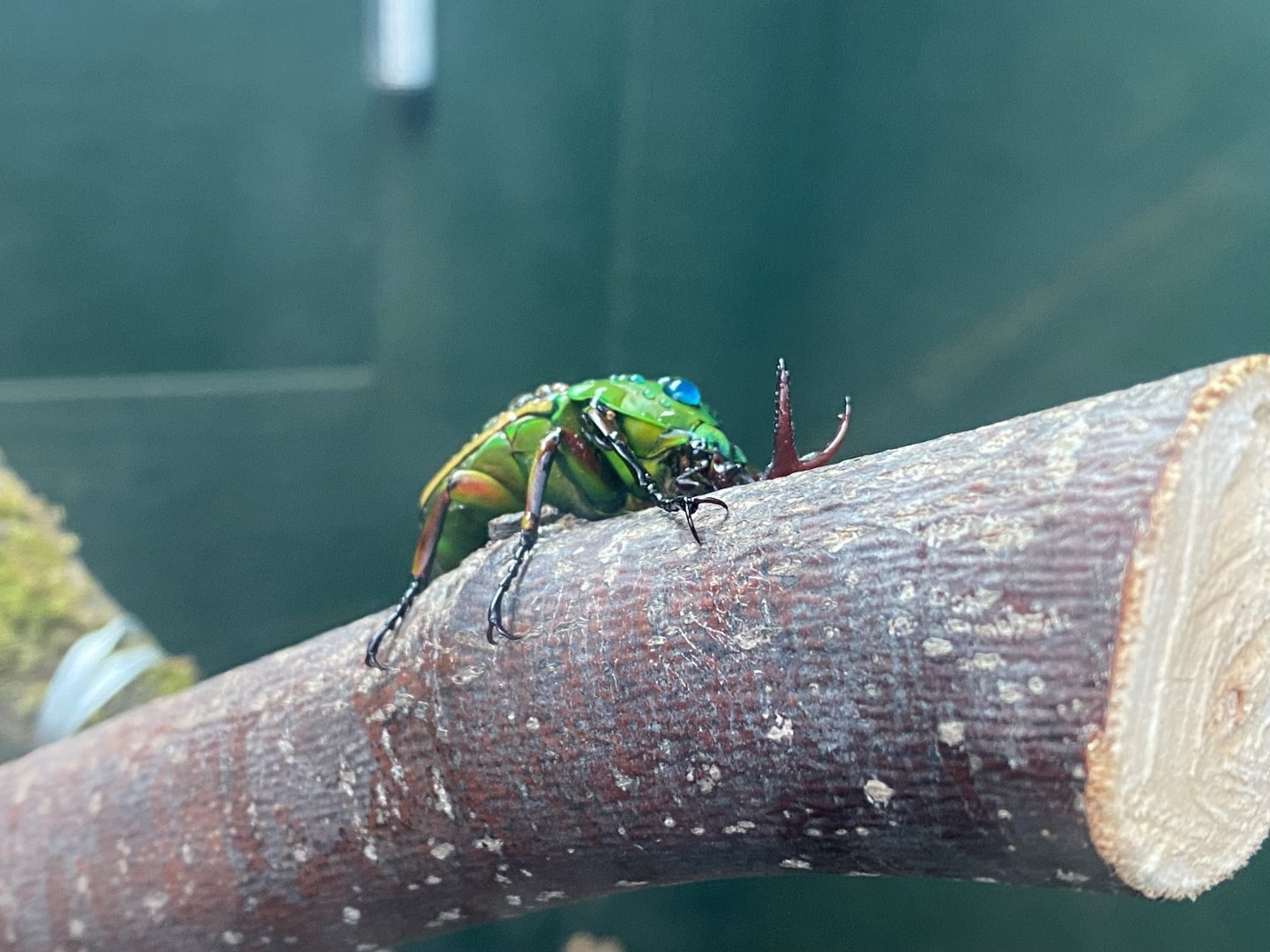 Flamboyant flower beetle image 1