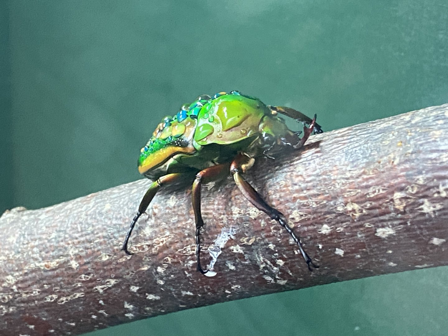 Flamboyant flower beetle image 2