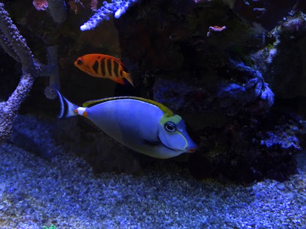 Flame angel (Centropyge loricula) & Elegant unicornfish (Naso elegans)