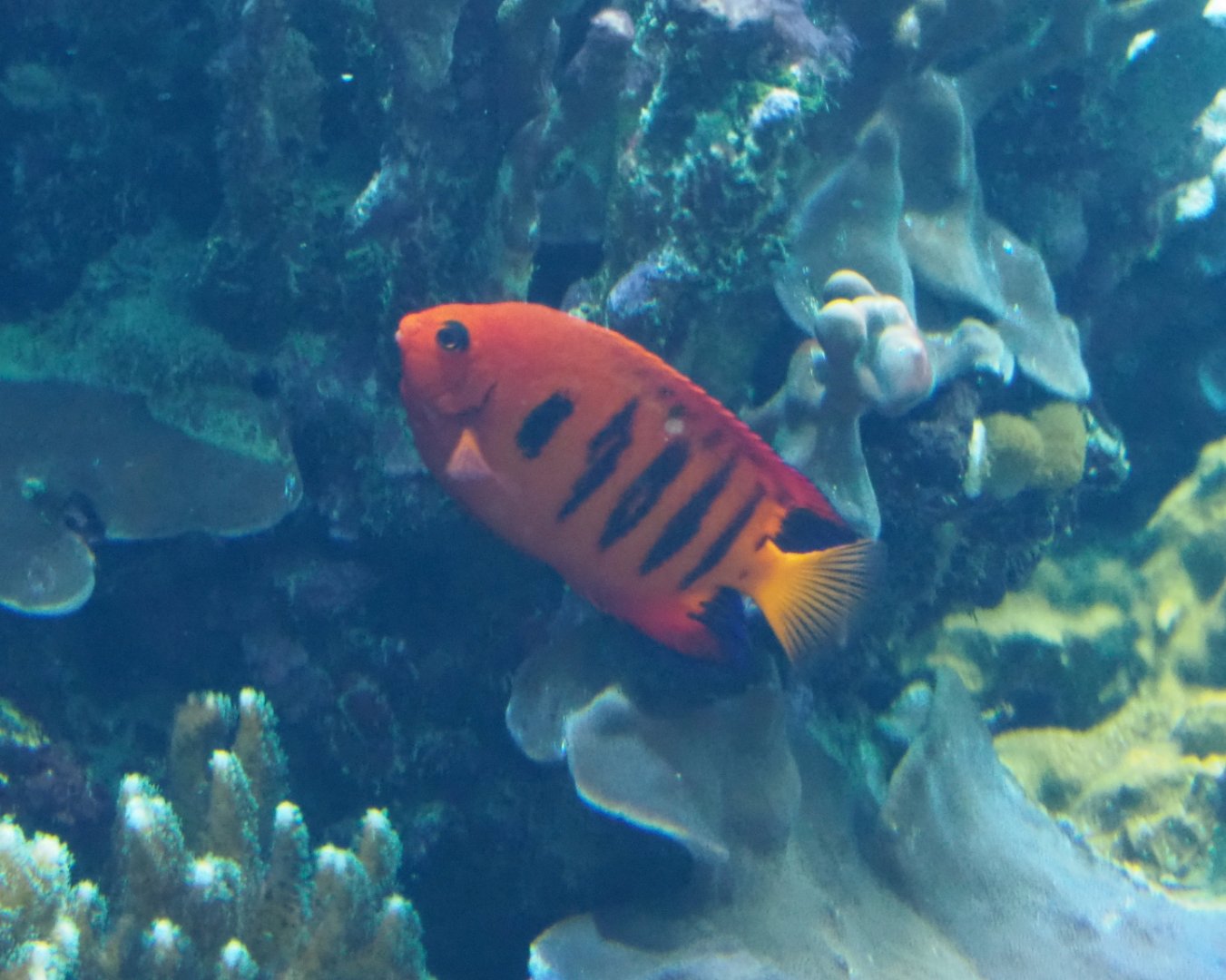 Flame angel (Centropyge loriculus), Sep 16th, 2018