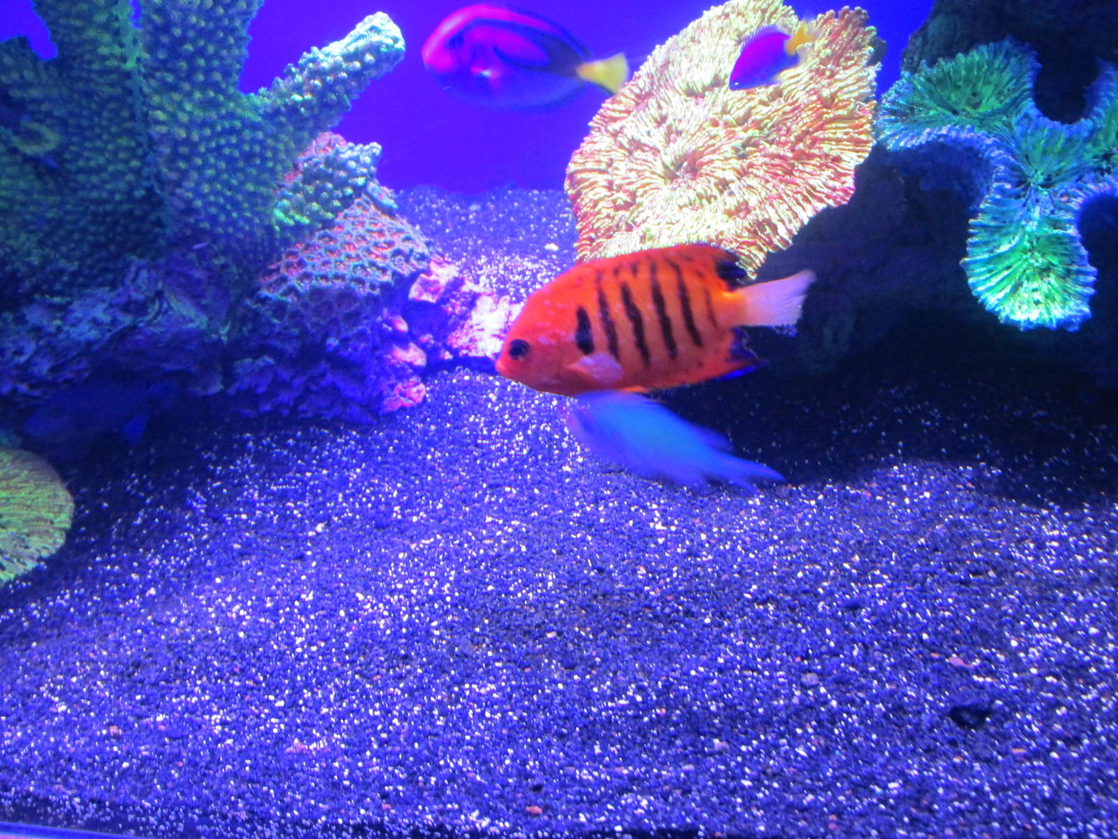 flame angelfish acuario inbursa