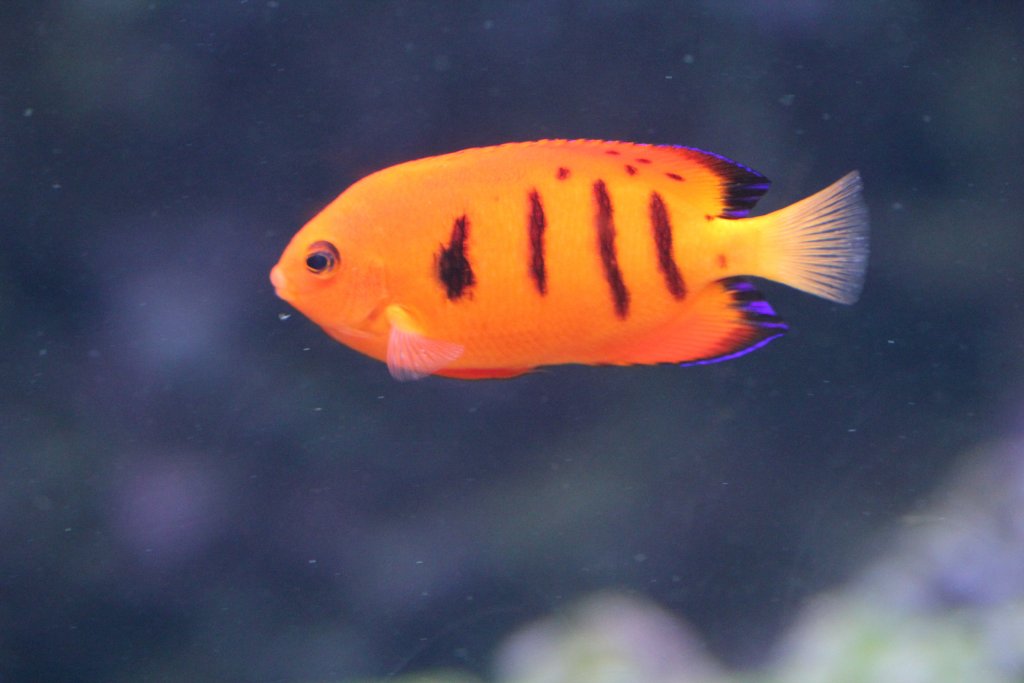 Flame Angelfish (Centropyge loricula)
