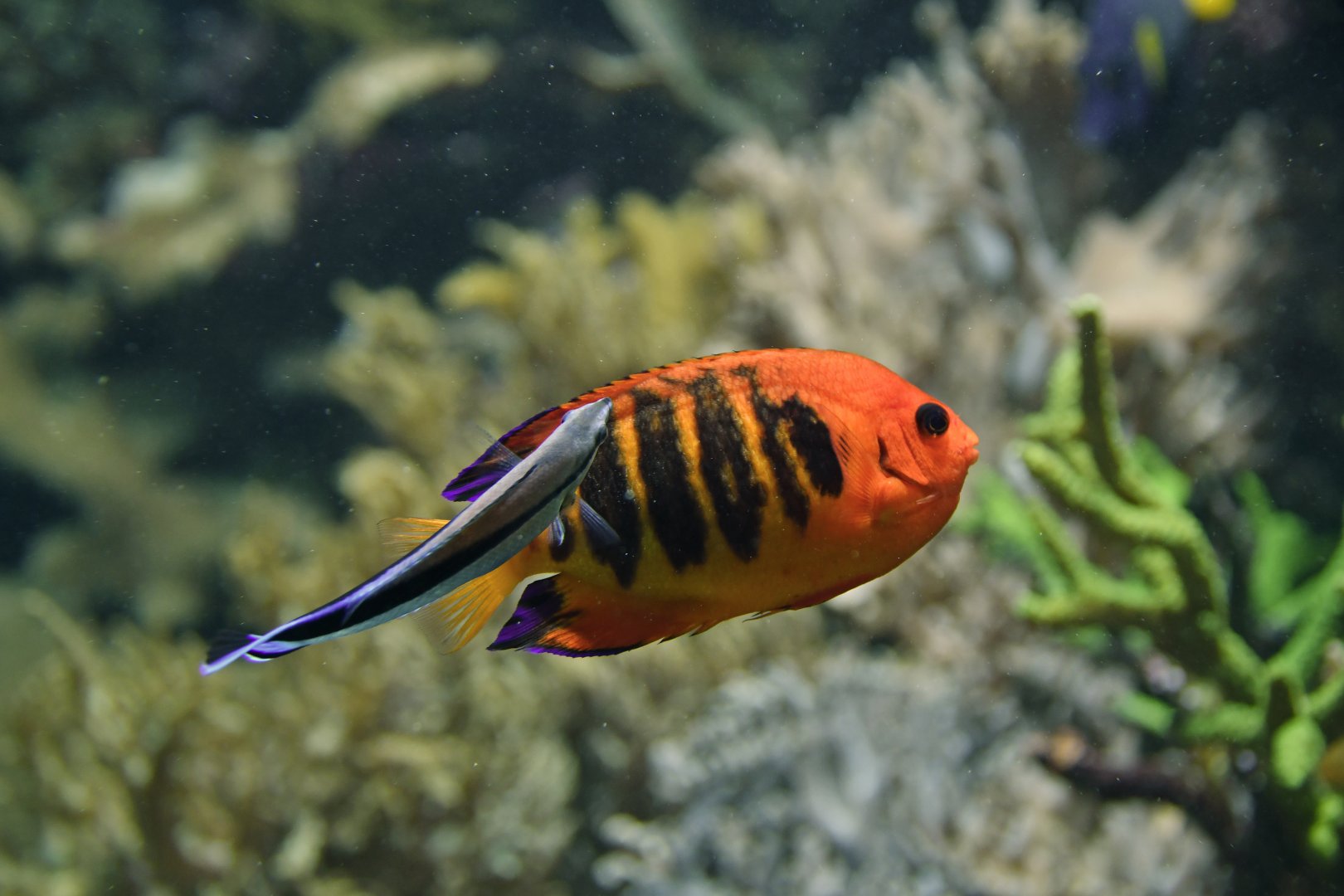 Flame angelfish (Centropyge loricula)