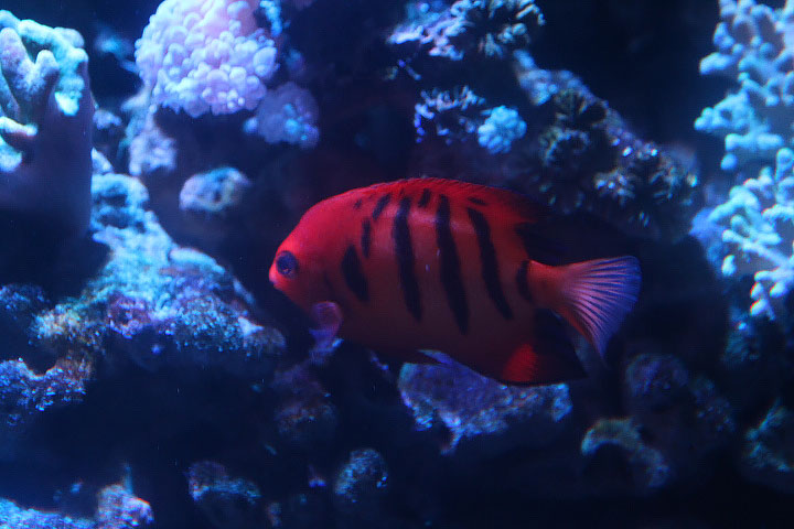 Flame angelfish (Centropyge loricula)