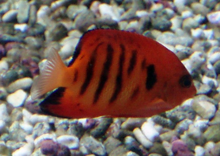 Flame Angelfish (Centropyge loriculus)