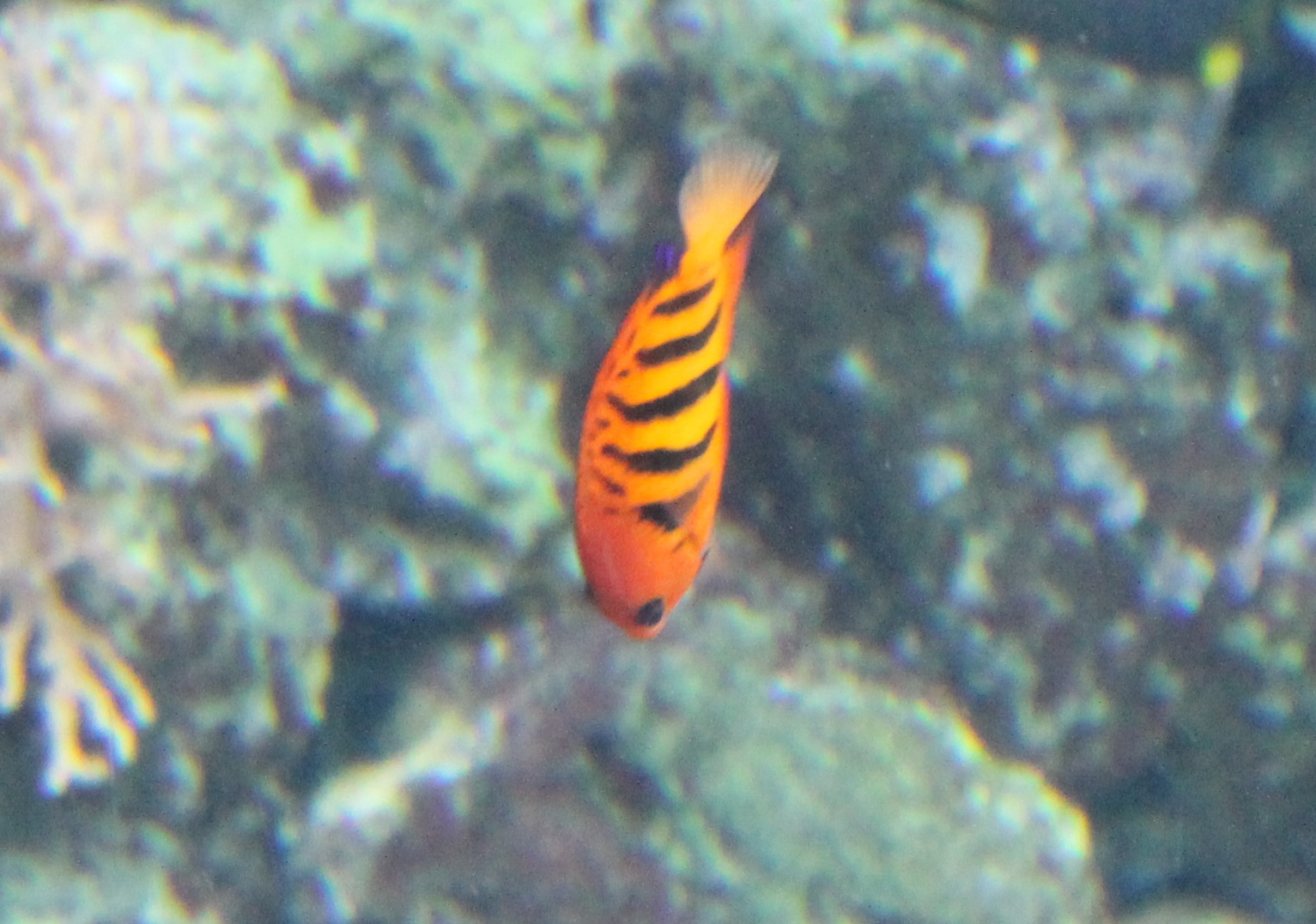 Flame angelfish - Centropyge loriculus