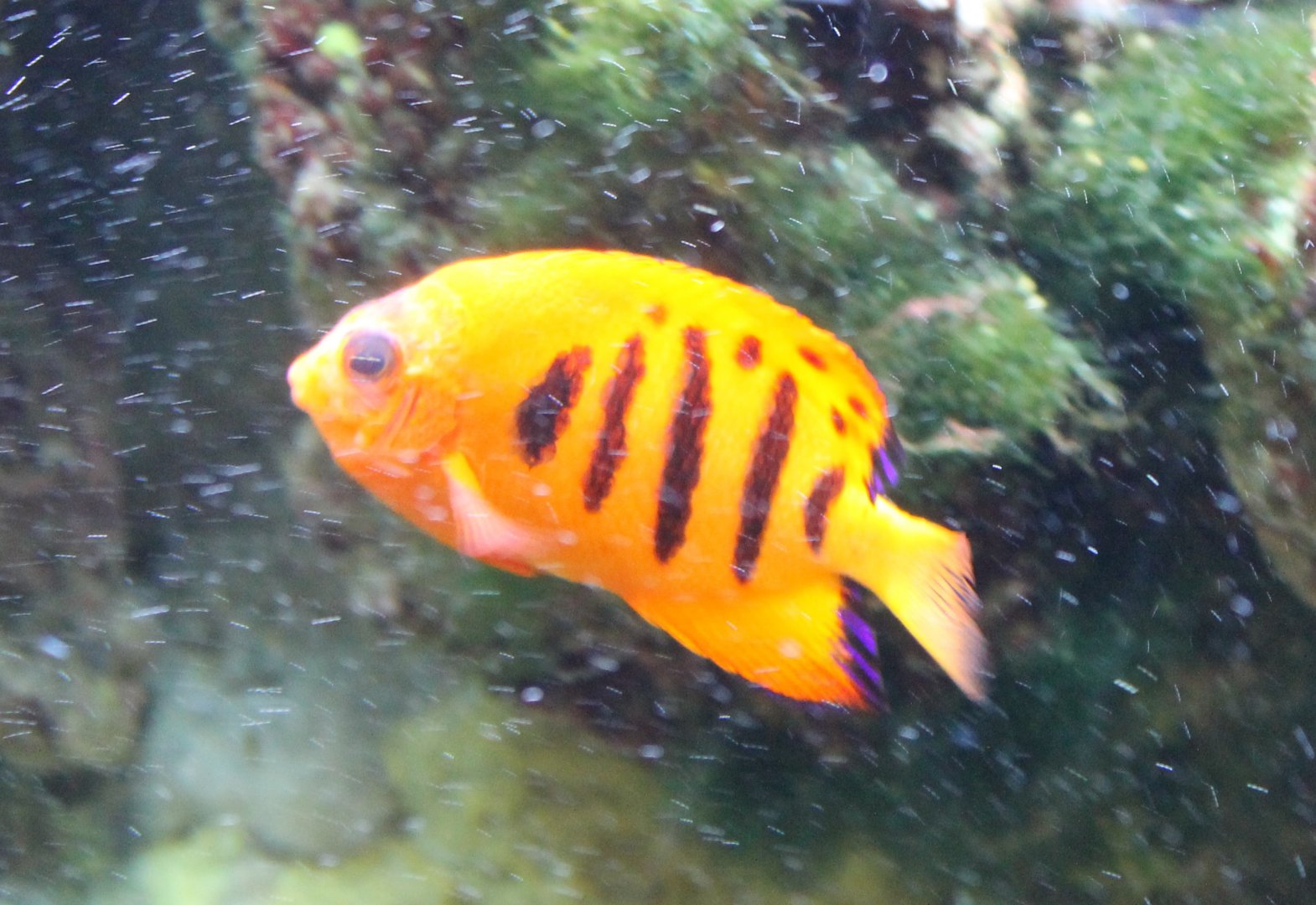 Flame angelfish - Centropyge loriculus