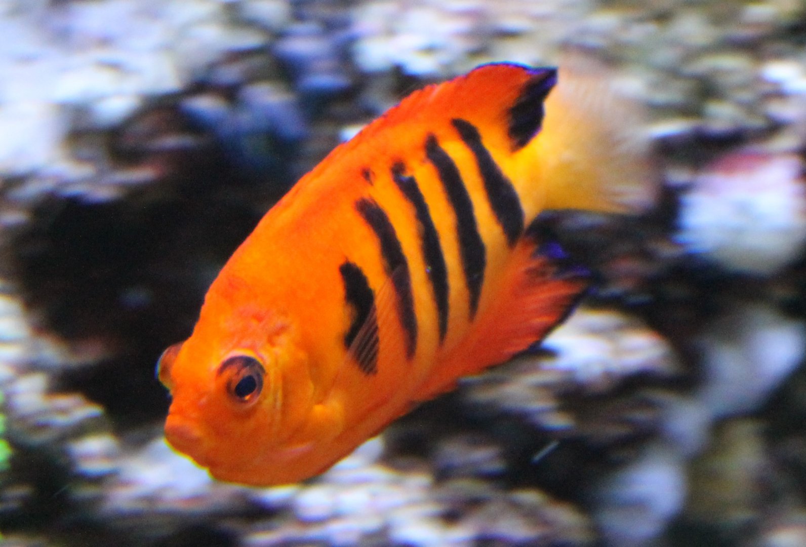 Flame angelfish - Centropyge loriculus