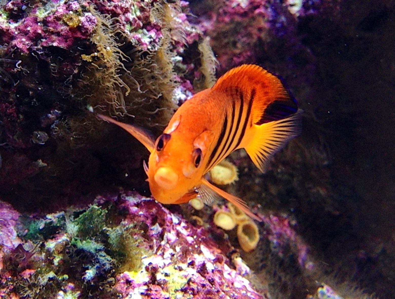 Flame Angelfish
