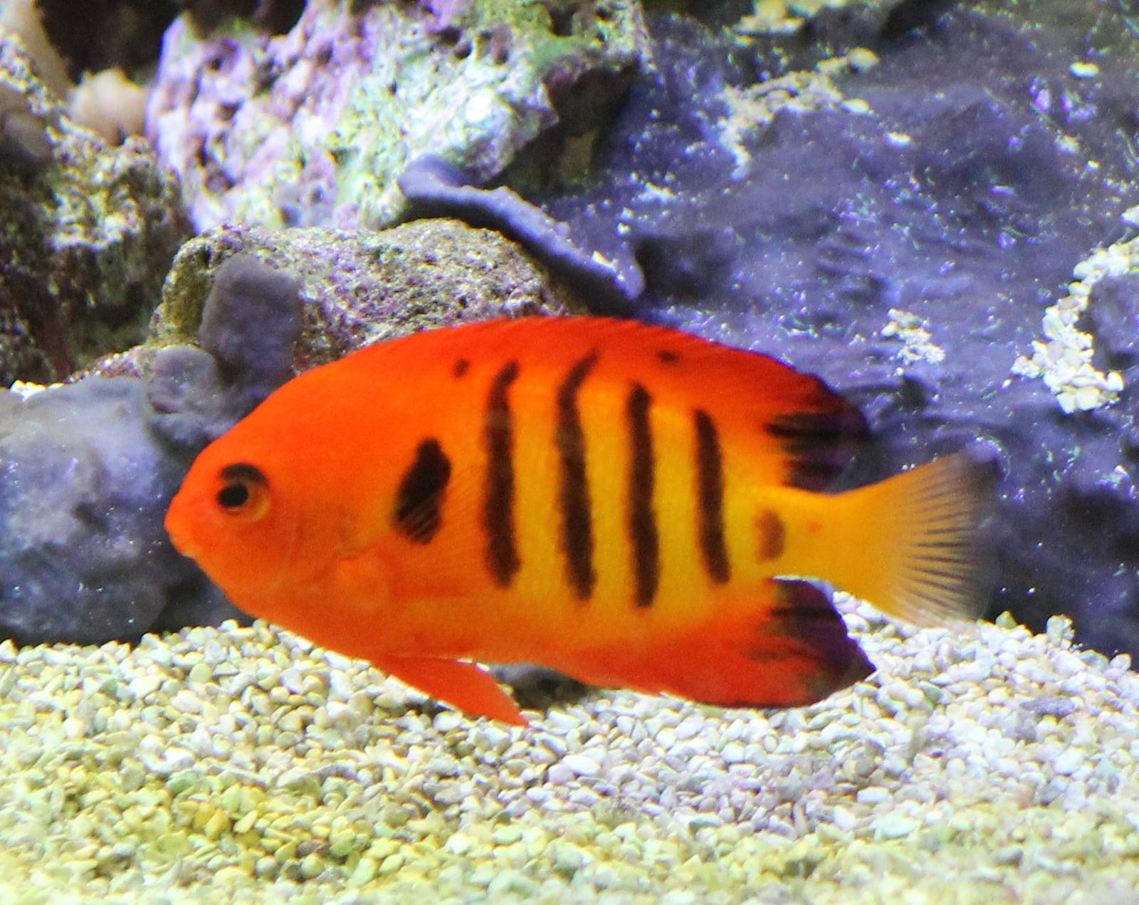 Flame angelfish