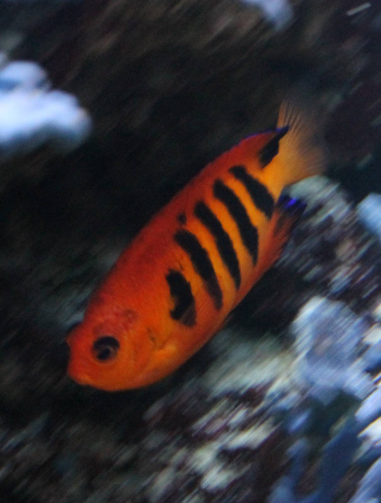 Flame angelfish