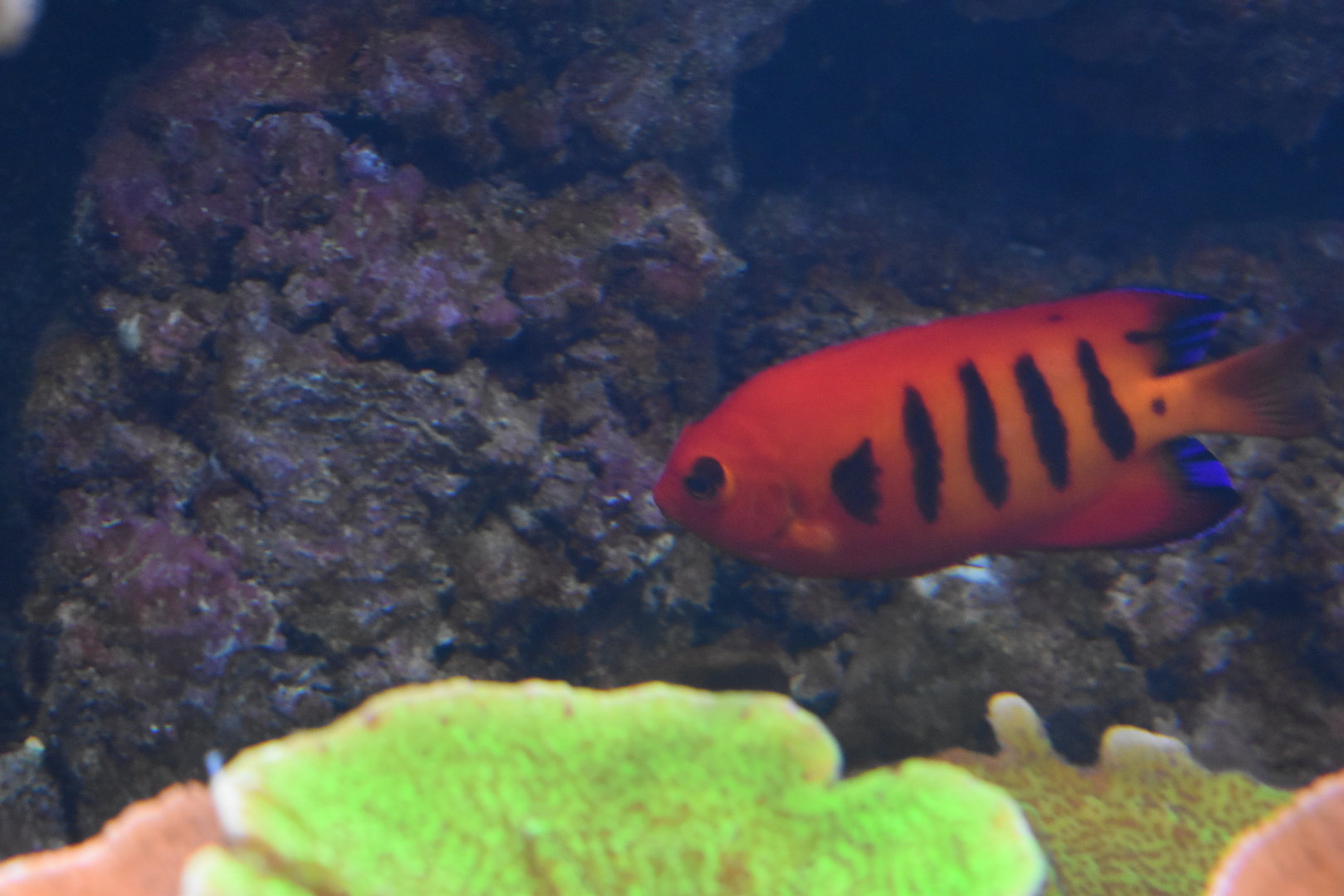 Flame Angelfish