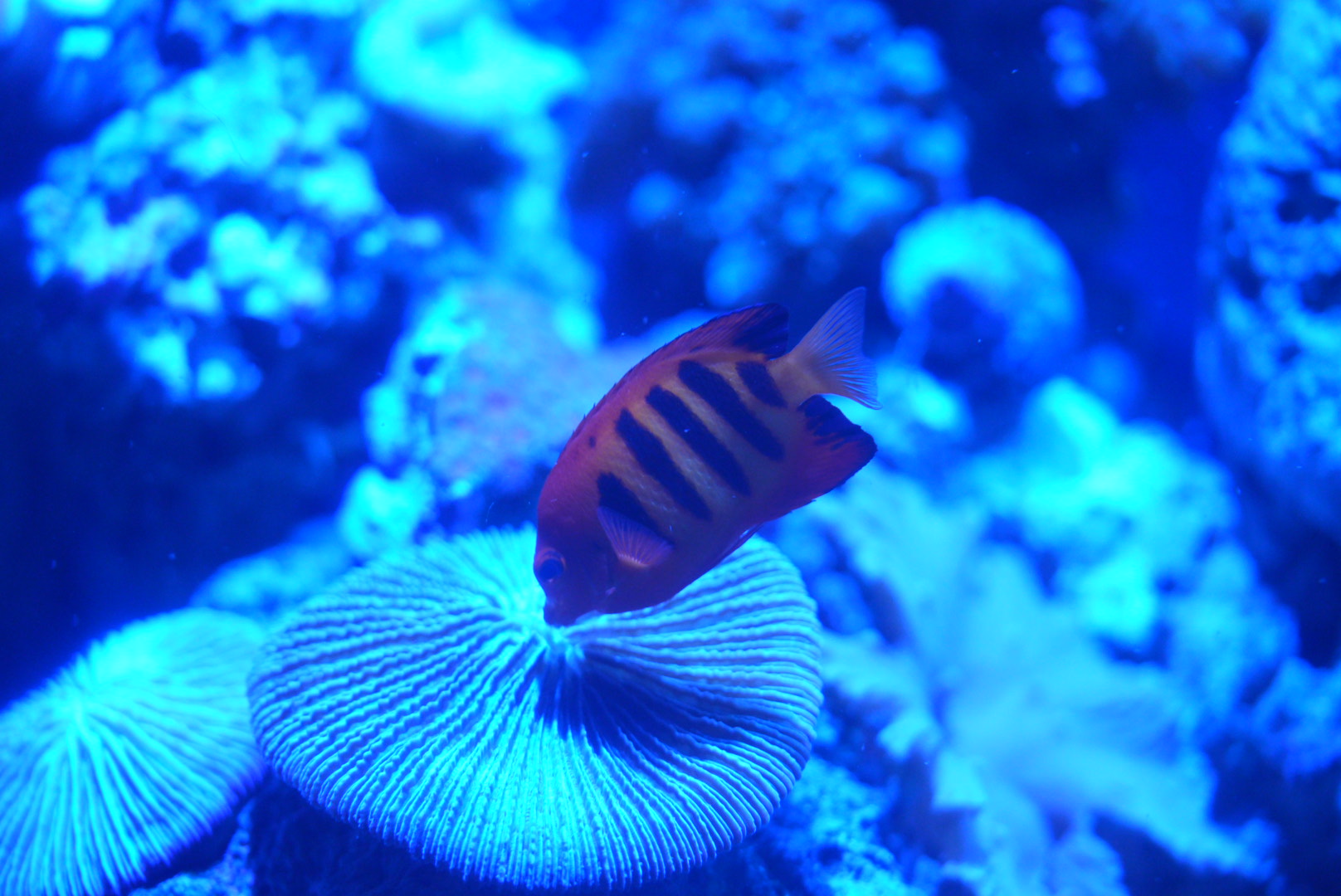 Flame Angelfish