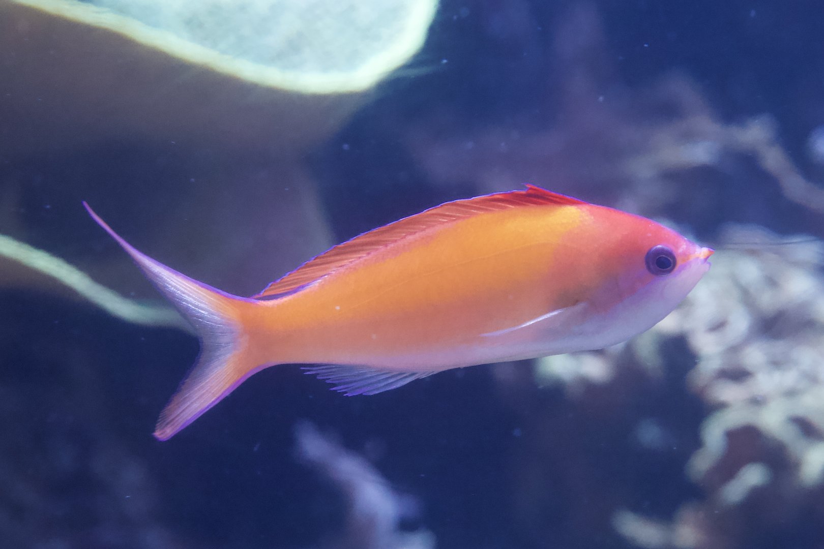 Flame Anthias/ Pseudanthias ignitus