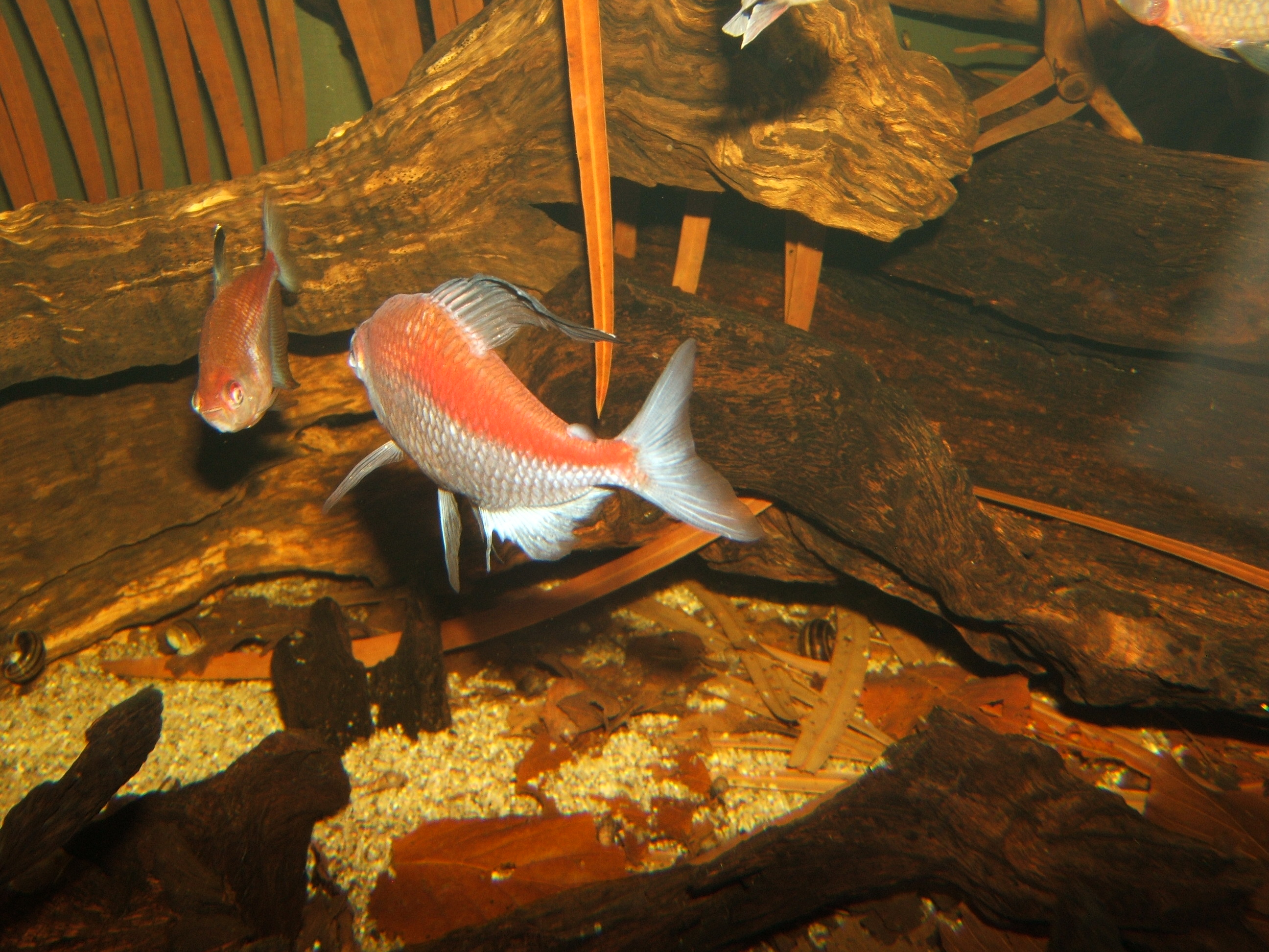 Flame-backed Bleeding-heart Tetra (Hyphessobrycon pyrrhonotus)