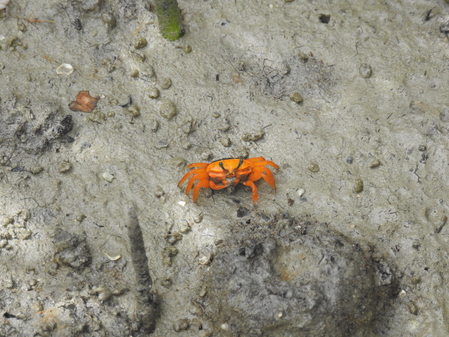 Flame-Backed Fiddler-Crab - East Point (Darwin)