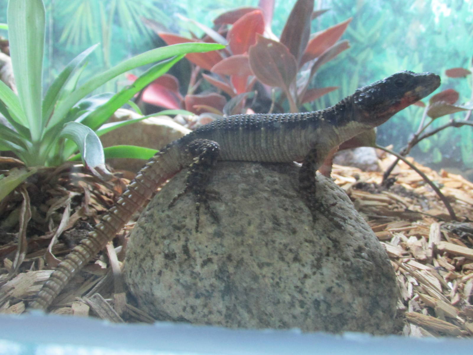 Flame bellied armadillo lizard Brookfield Zoo