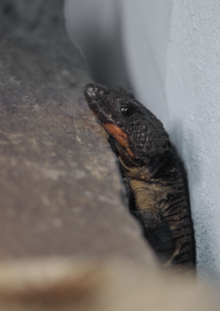 Flame-bellied zonure