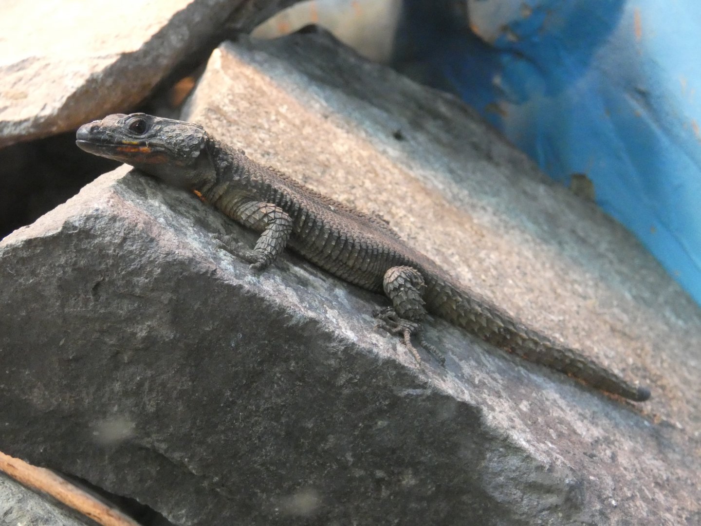 Flame-bellied zonure