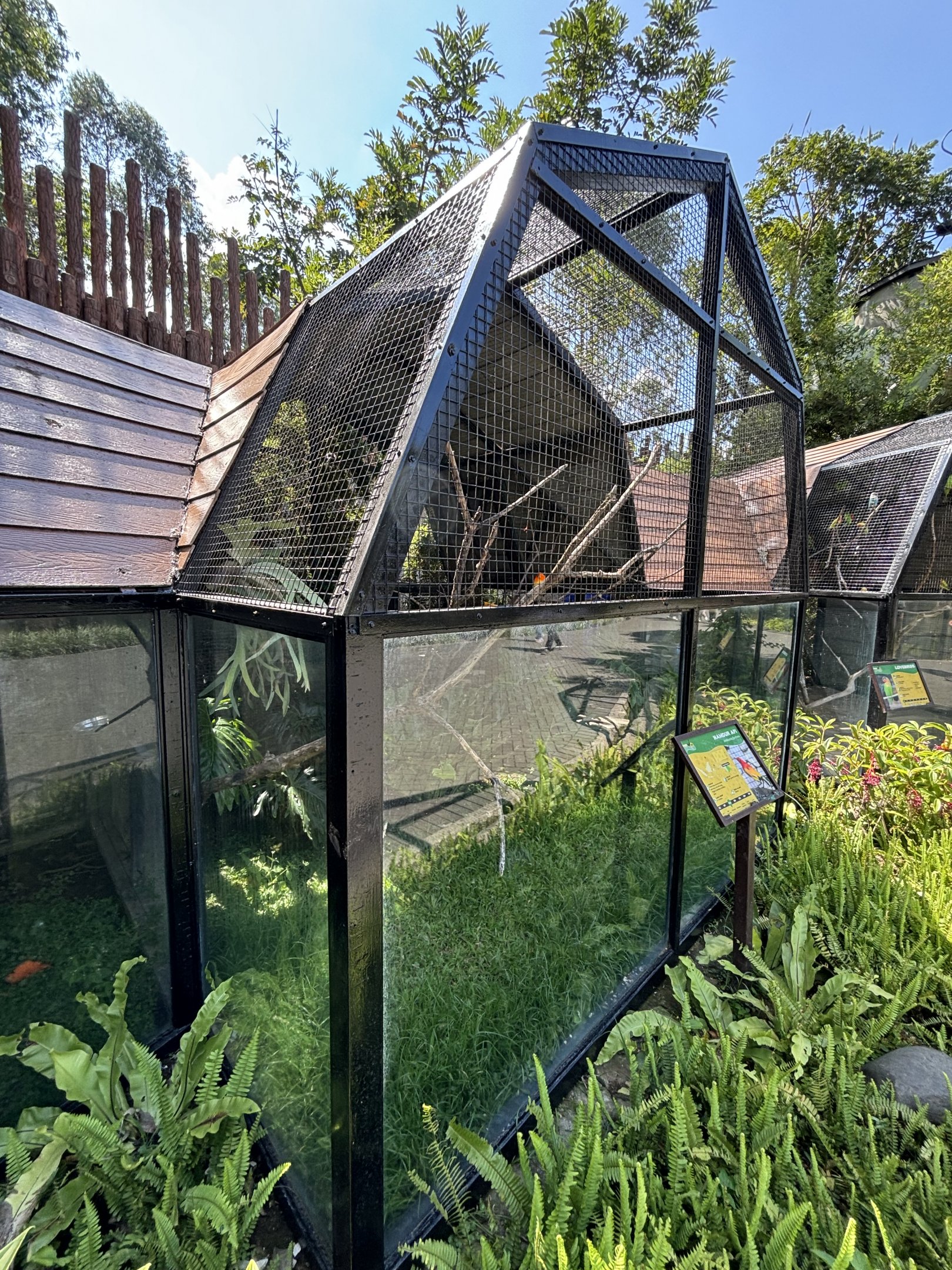 Flame Bowerbird Aviary