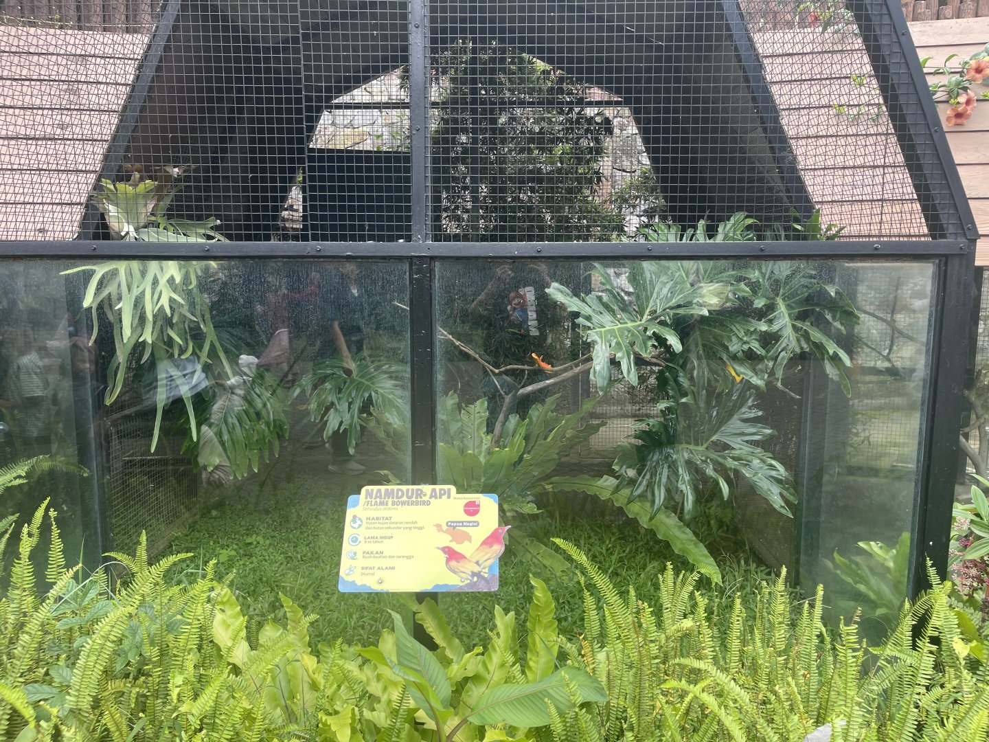 flame bowerbird exhibit