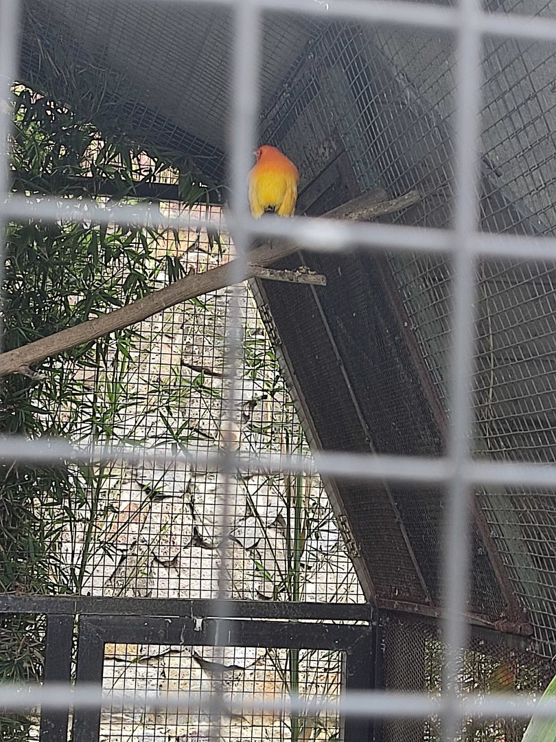 Flame Bowerbird (Sericulus ardens)