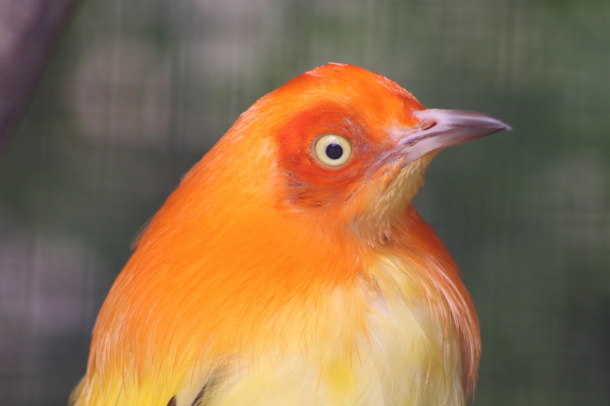 Flame Bowerbird (Sericulus ardens)