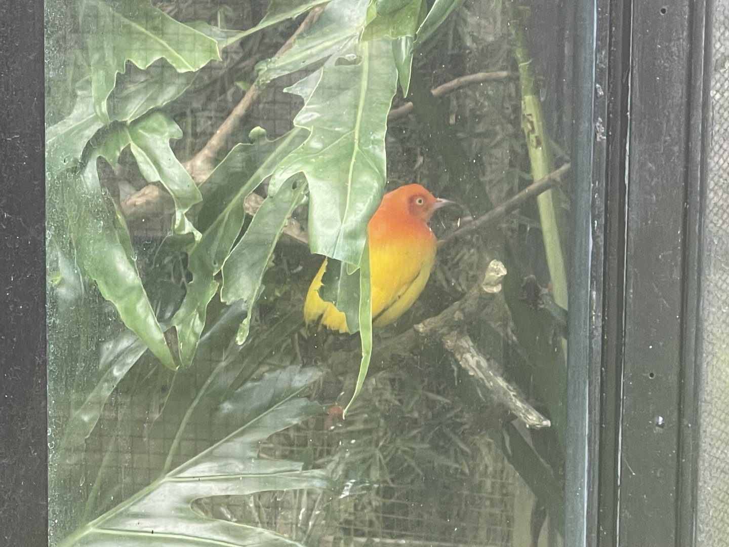 flame bowerbird (sericulus ardens)