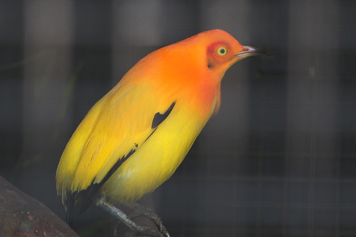 Flame bowerbird (Sericulus ardens)