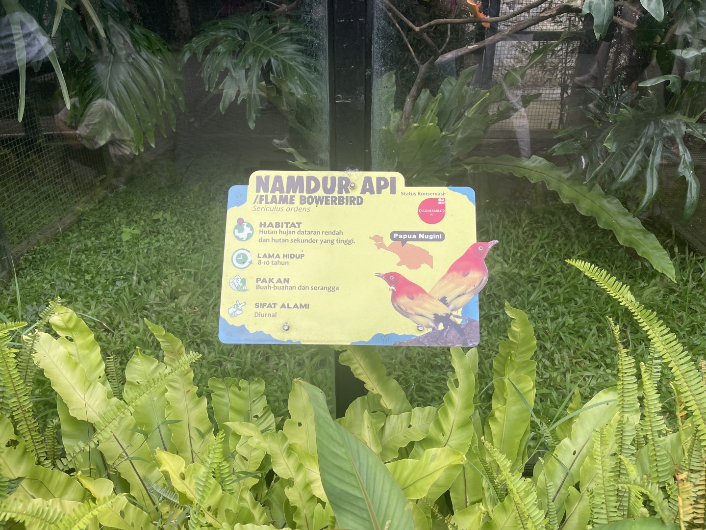 flame bowerbird signage