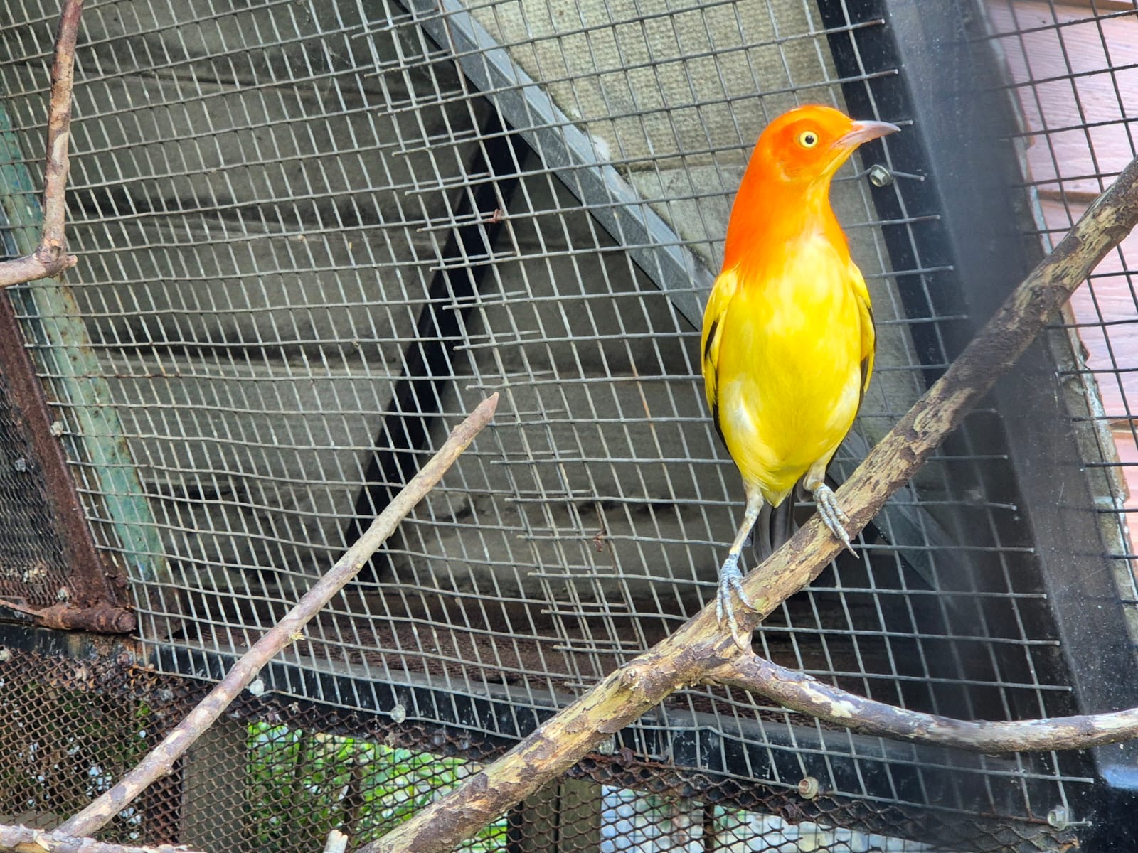 Flame Bowerbird
