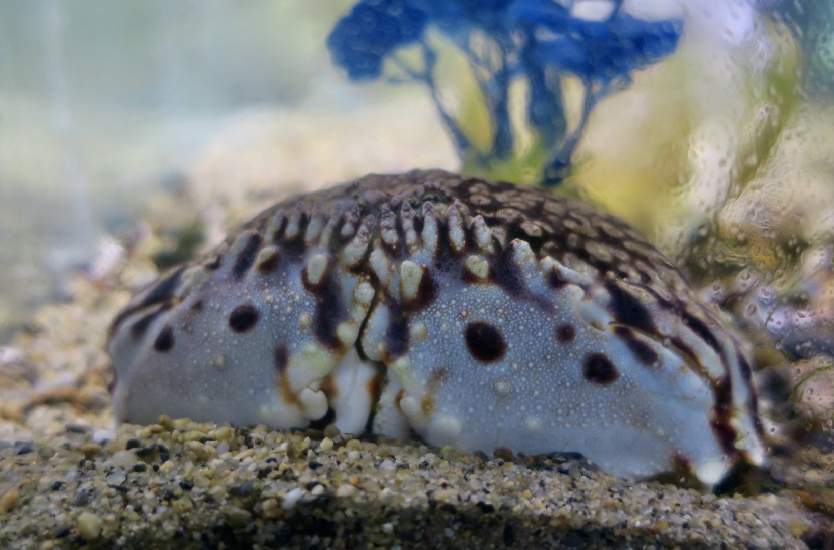 Flame Box Crab (Calappa flammea)