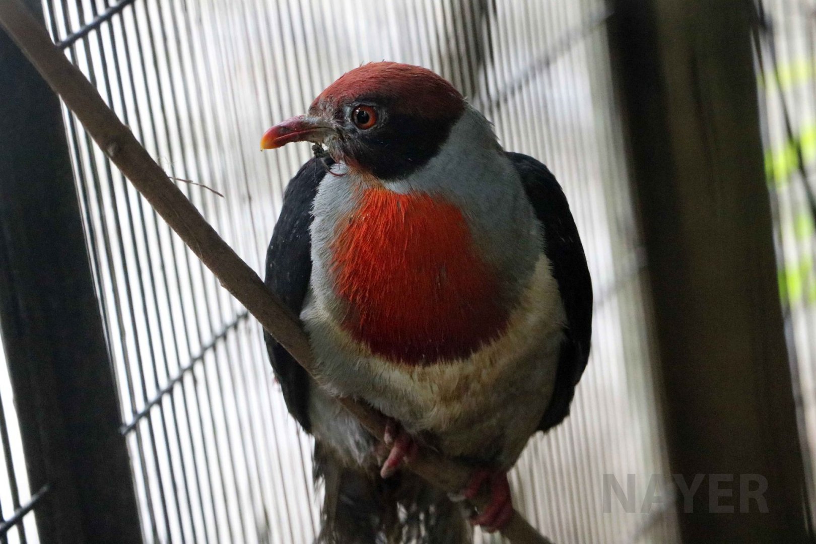 Flame-breasted fruit dove, July 2016
