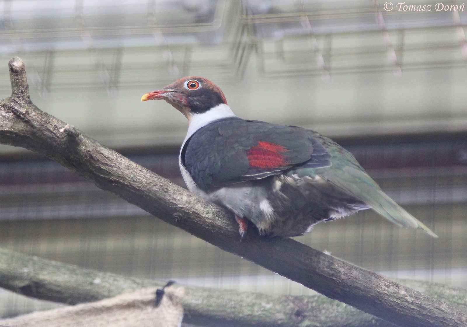 Flame-breasted Fruit-dove (Ptilinopus marchei)