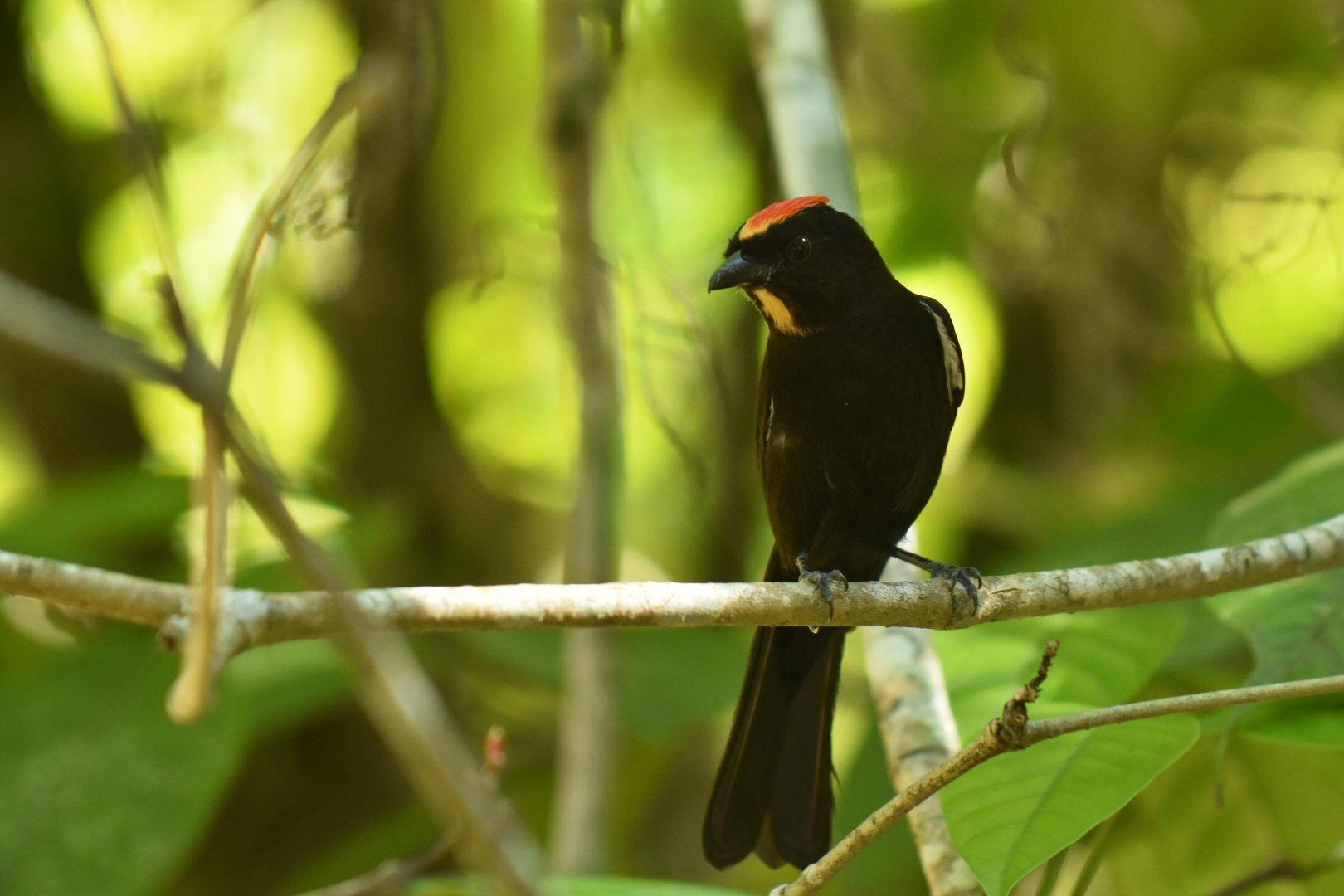 Flame-crested Tanager ( Islerothraupis cristata)