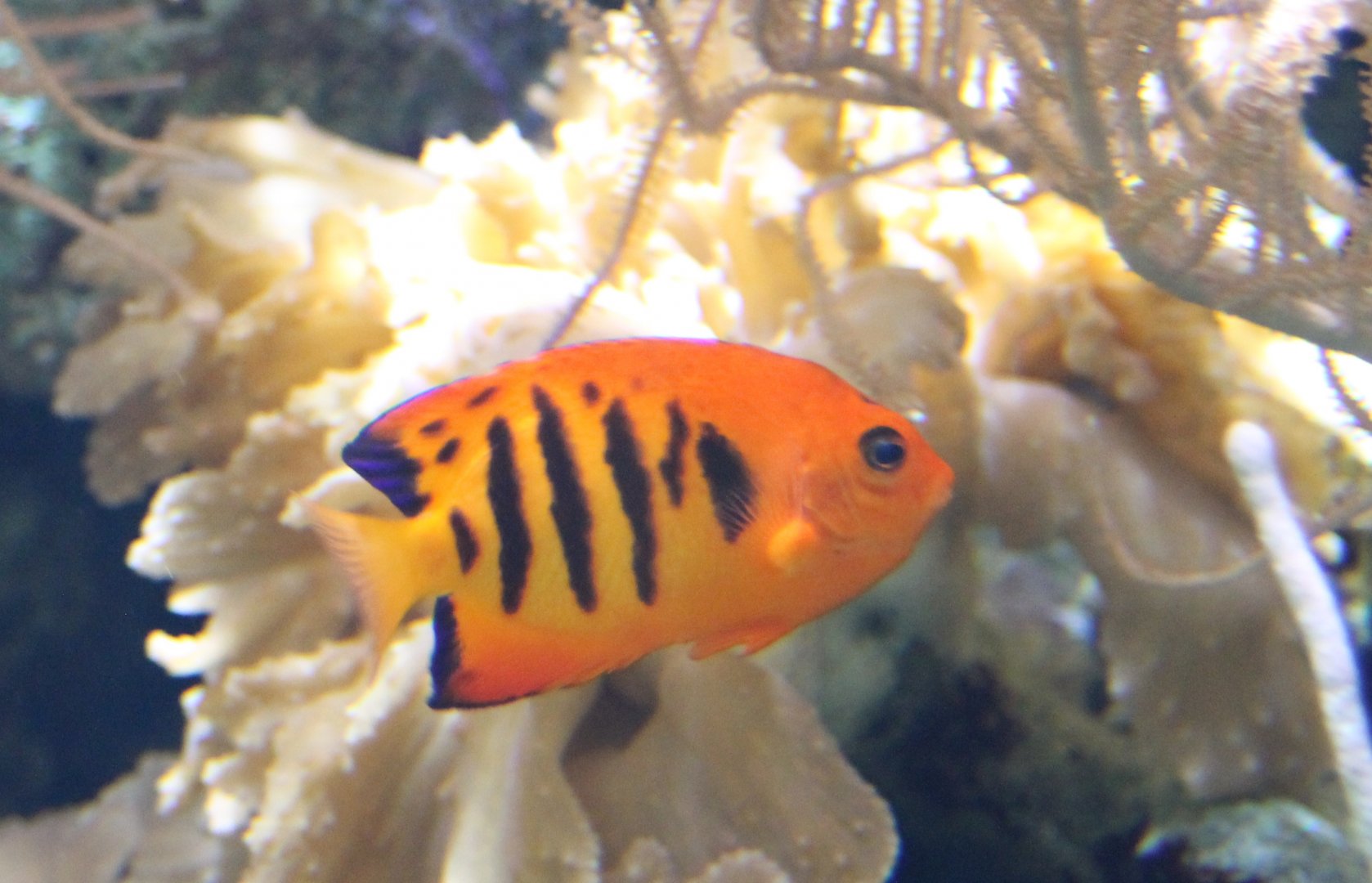 Flame dwarf-angel - Centropyge loricula