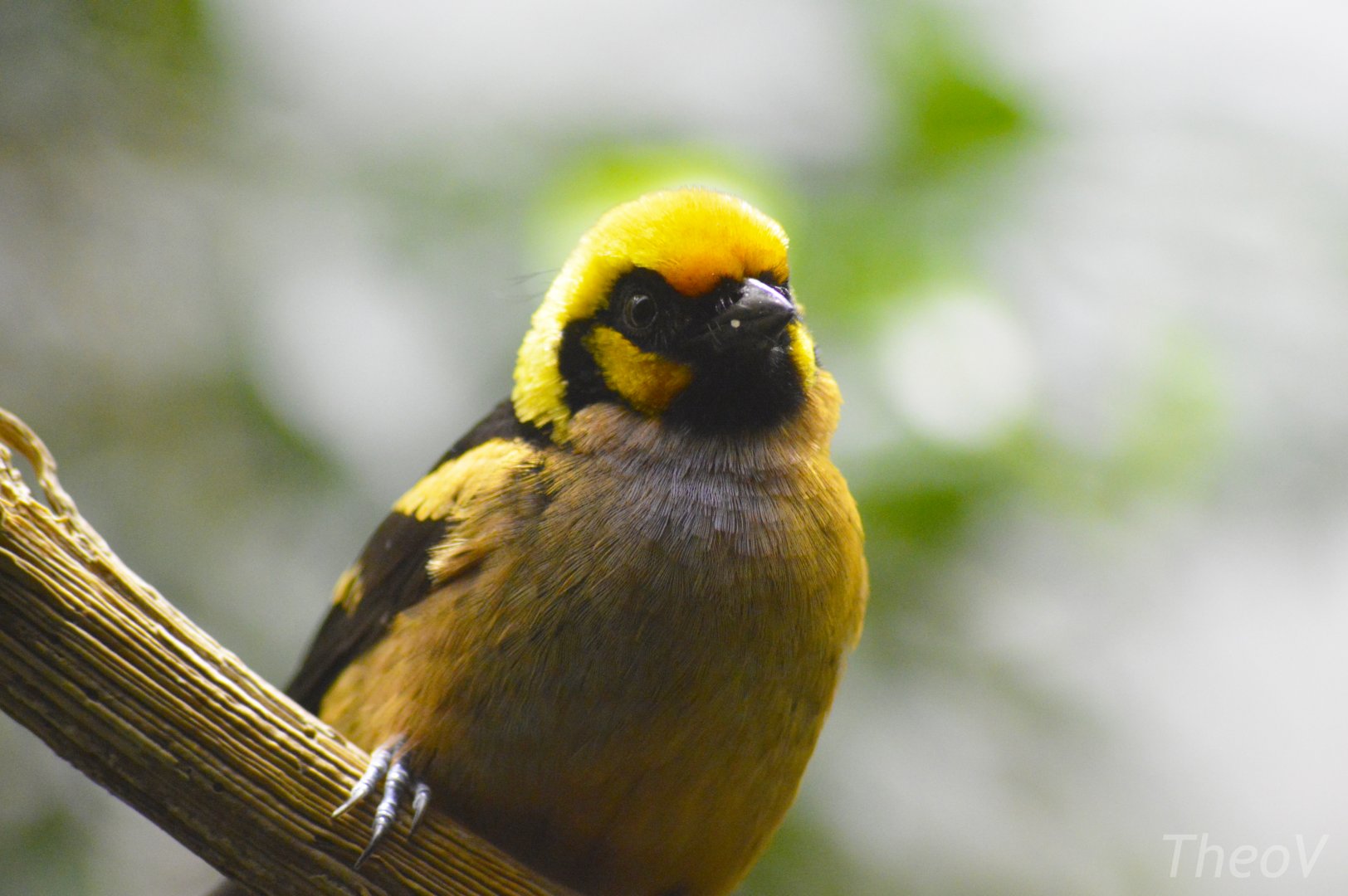 Flame-faced tanager [2018]