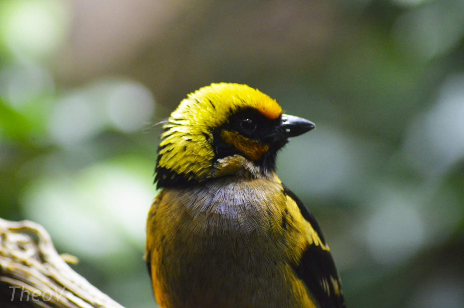 Flame-faced tanager [2018]