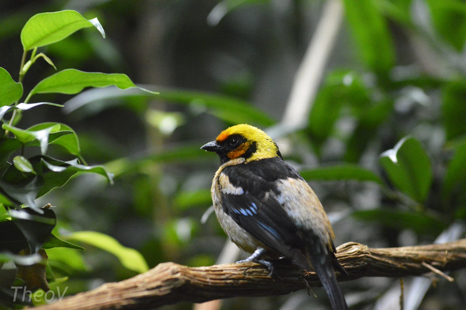 Flame-faced tanager [2020]