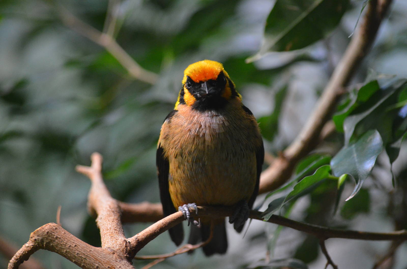 Flame-faced Tanager at Zurich Zoo, 12/09/16