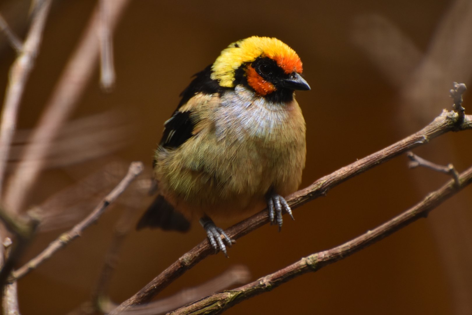 Flame-faced Tanager Tangara parzudakii