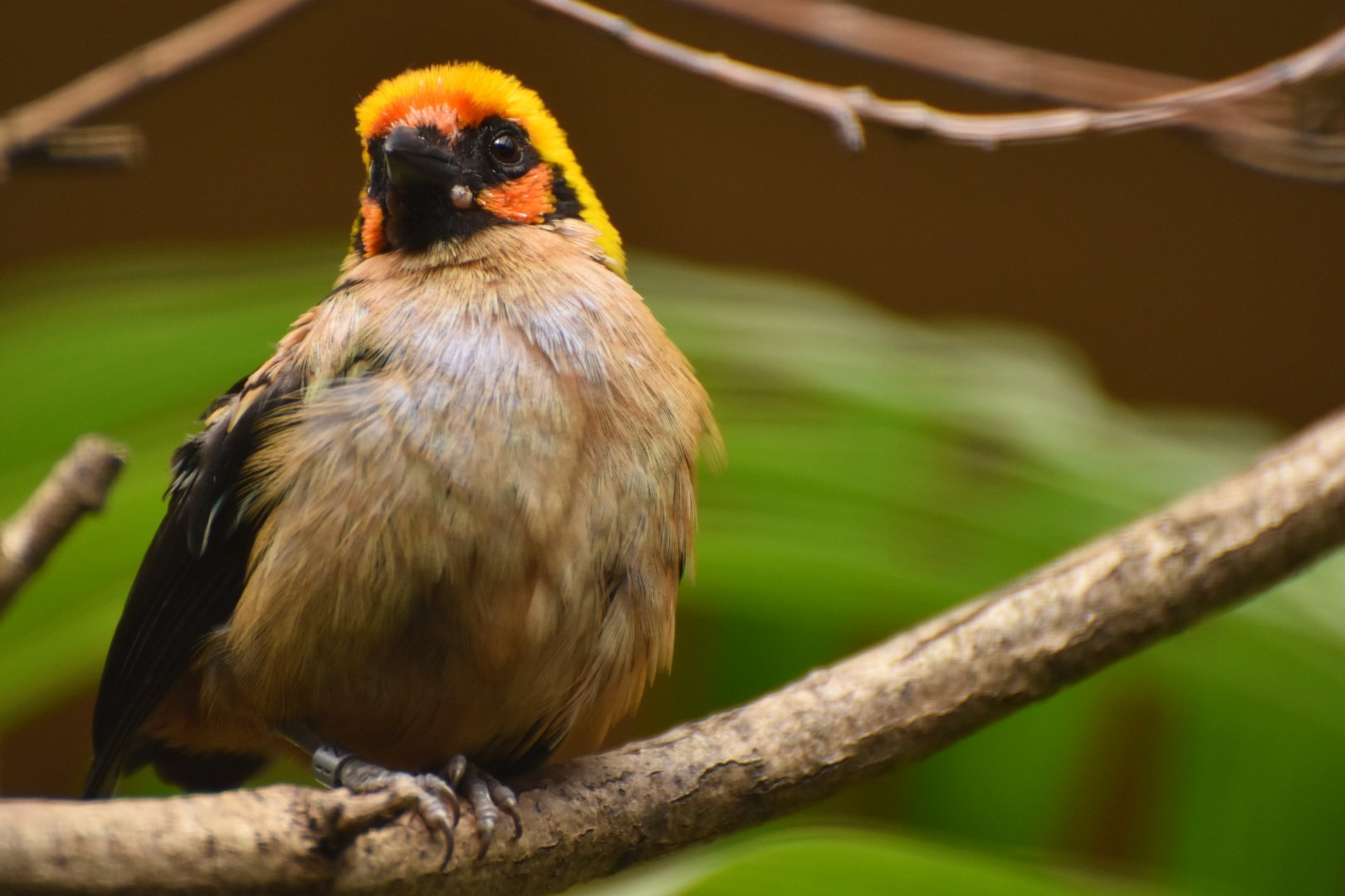 Flame-faced Tanager Tangara parzudakii