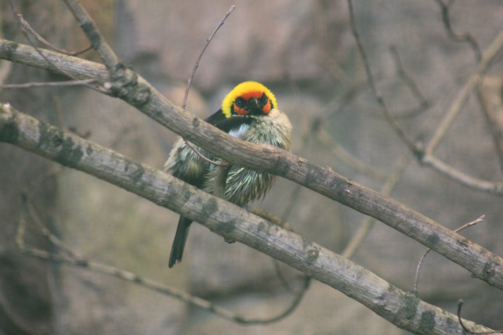 Flame-Faced Tanager