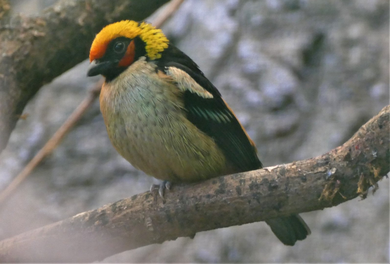 Flame-faced tanager
