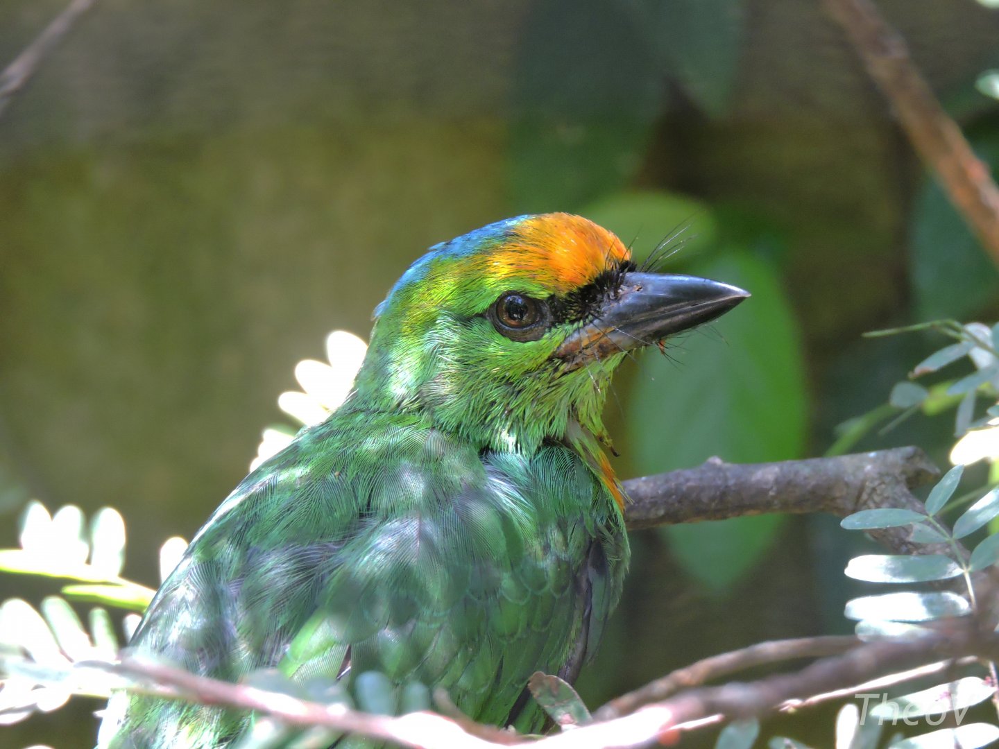 Flame-fronted barbet [2016]