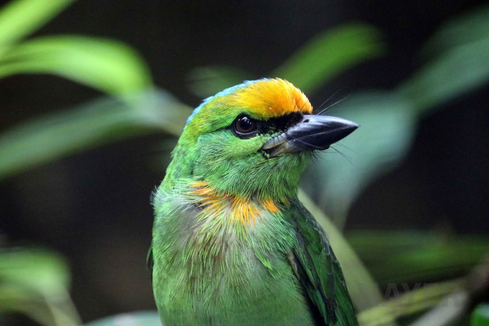Flame-fronted barbet, June 2016