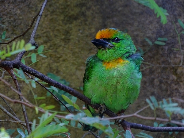 Flame-fronted barbet,  Megalaima armillaris (08/2016)