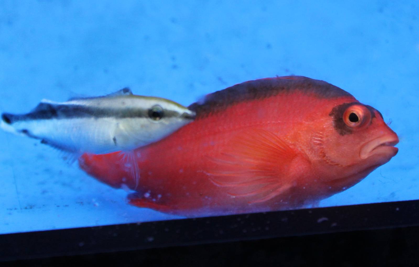 Flame hawkfish with Cleaner fish species